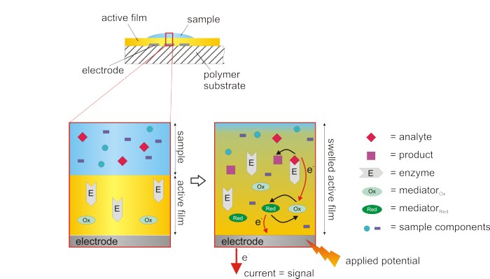 Biosensor